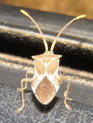 Cletoliturus lituripennis