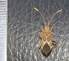 Cletoliturus lituripennis