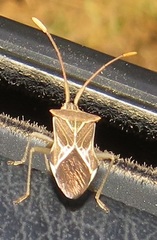 Cletoliturus lituripennis