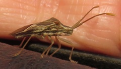 Cletoliturus lituripennis