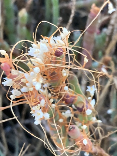 Image of Cuscuta pacifica by (c) er-birds, some rights reserved (CC BY)