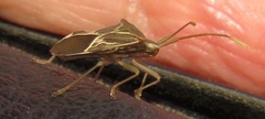 Cletoliturus lituripennis