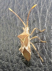 Cletoliturus lituripennis