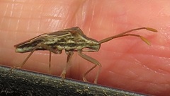 Cletoliturus lituripennis