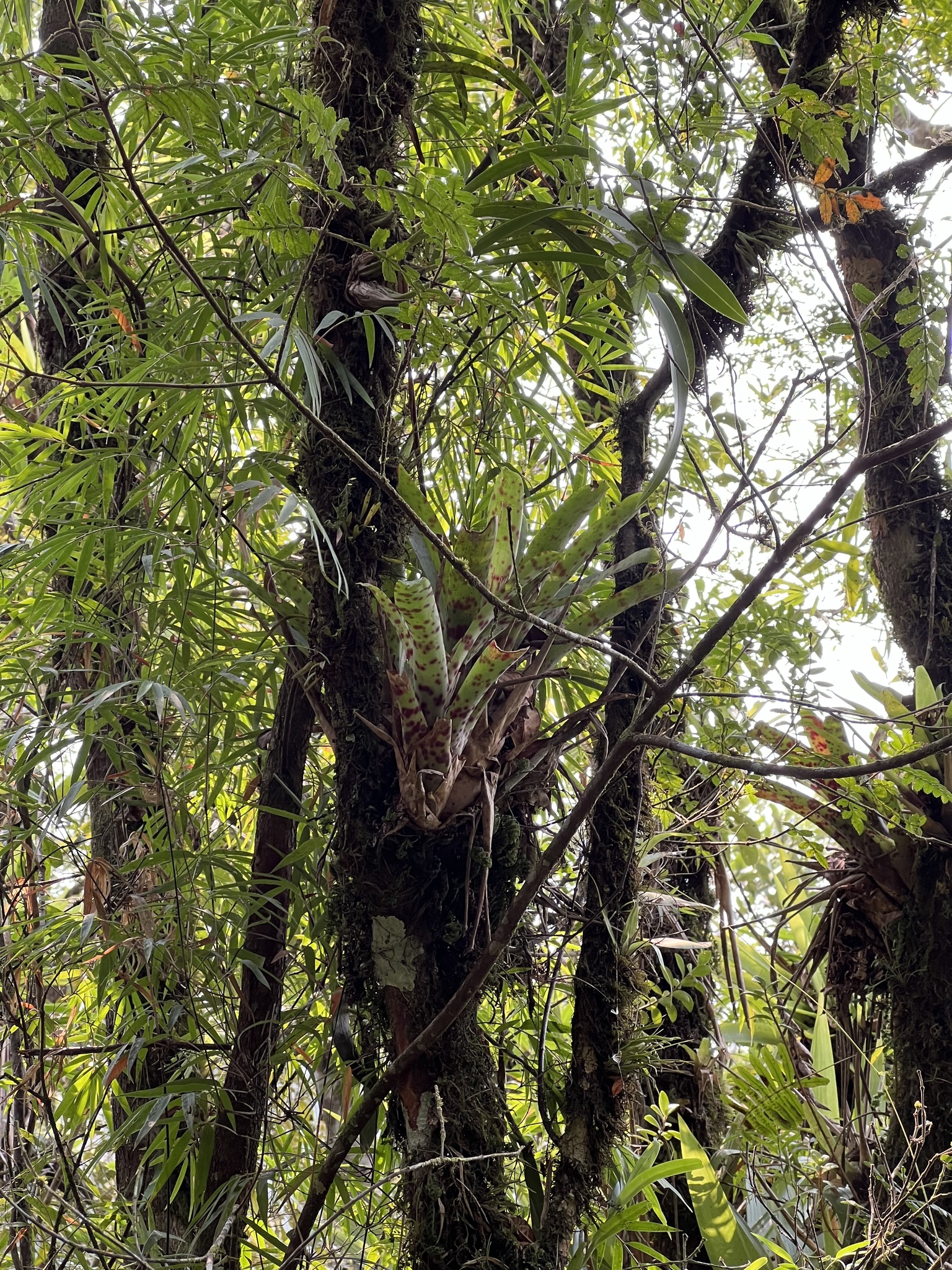 Vriesea guttata