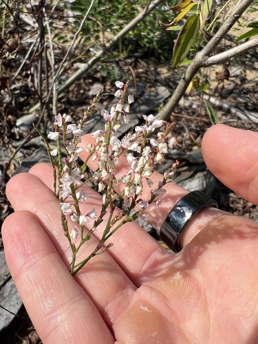 Coastal jointweed (Polygonella articulata)