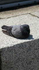 Columba livia domestica