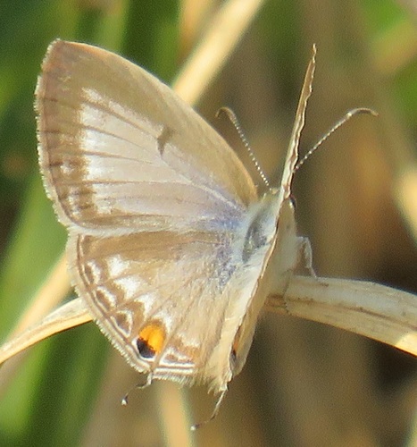 Euchrysops barkeri (Trimen, 1893)