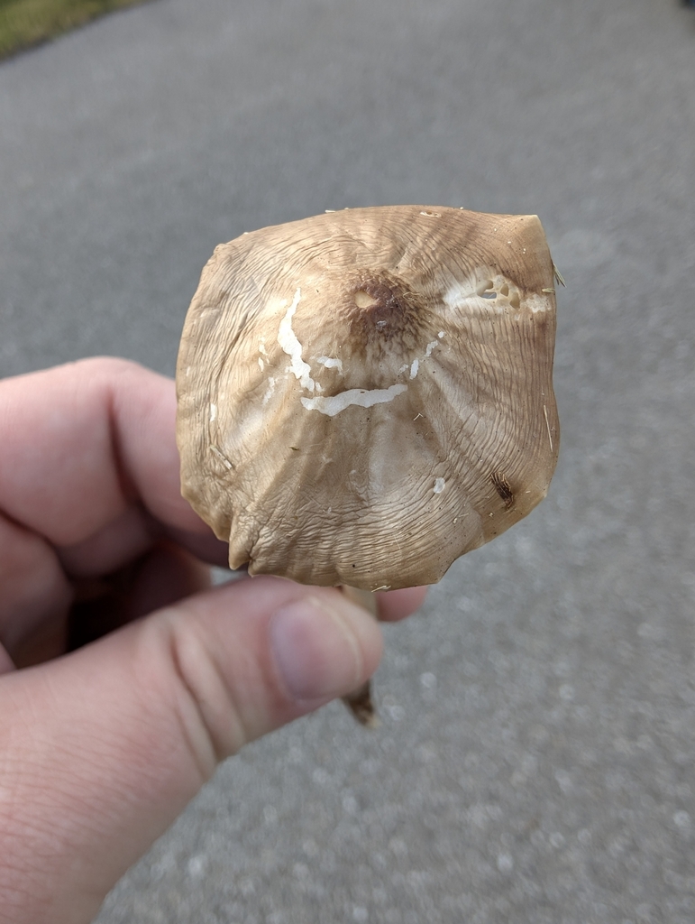 Beech Rooter Beech Rooter from Crown Hill, Indianapolis, IN 46208, USA on September ...