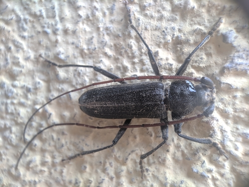 Teak Trunk Borer