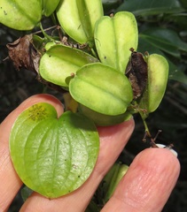 Dioscorea sylvatica