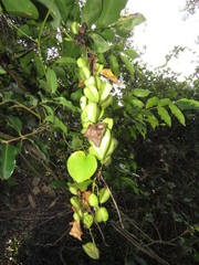 Dioscorea sylvatica