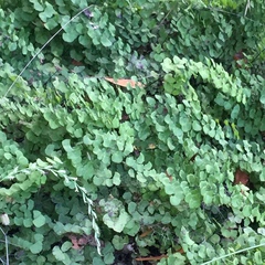 Adiantum jordanii image