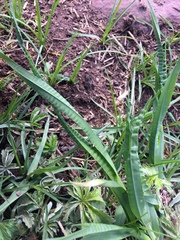 Iris missouriensis