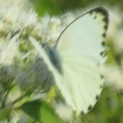 Belenois thysa thysa