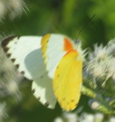 Belenois thysa thysa