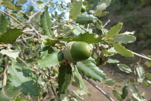 Brother Sennen's Oak