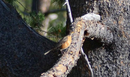 iNaturalist observation photo of American Robin
