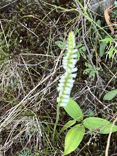 Image of Spiranthes ochroleuca by no rights reserved
