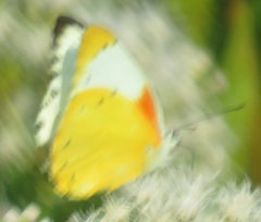 Belenois thysa thysa