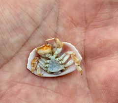 Cryptolithodes sitchensis