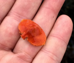 Cryptolithodes sitchensis