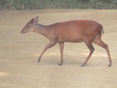 Cephalophorus natalensis natalensis