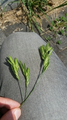 Bromus catharticus