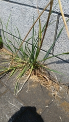 Bromus catharticus