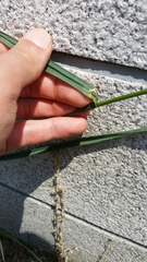 Bromus catharticus