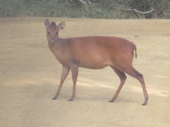 Cephalophorus natalensis natalensis