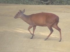 Cephalophorus natalensis natalensis