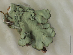 Xanthoparmelia plittii
