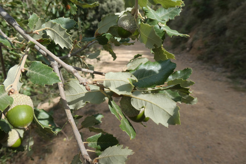 Brother Sennen's Oak