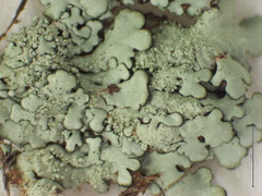 Xanthoparmelia plittii