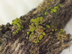 Candelariella antennaria