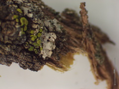 Phaeophyscia hirsuta