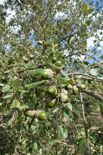 Brother Sennen's Oak