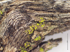 Candelariella antennaria