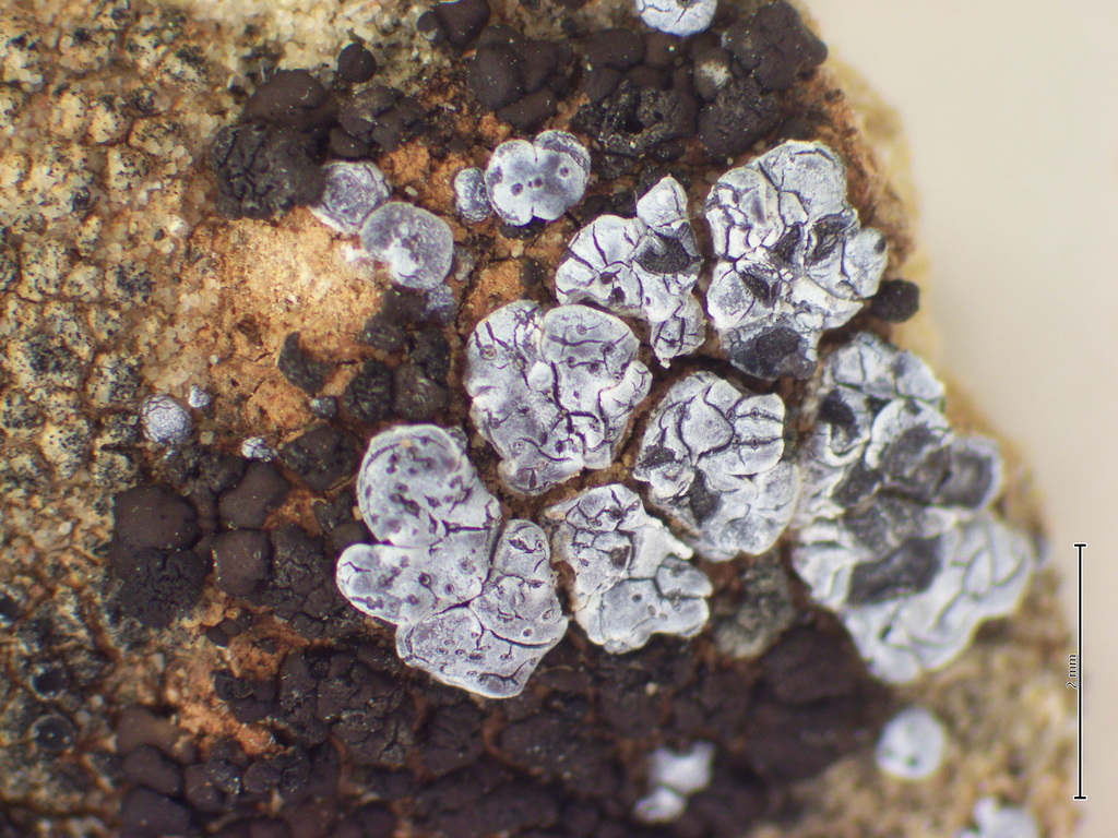 dusty cobblestone lichen