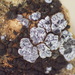Dusty Cobblestone Lichen - Photo (c) Steve Leavitt, some rights reserved (CC BY-NC), uploaded by Steve Leavitt