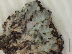 Phaeophyscia hirsuta