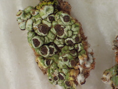 Acarospora schleicheri