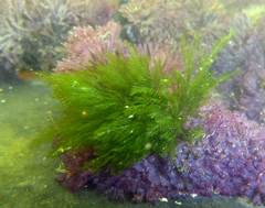 Bryopsis