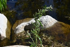 Rumex californicus