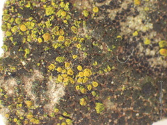 Xanthocarpia crenulatella