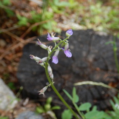 Astragalus eucosmus