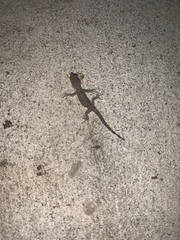 Gonatodes caudiscutatus