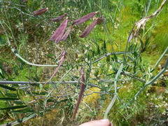 Lathyrus jepsonii jepsonii