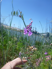 Lathyrus jepsonii jepsonii